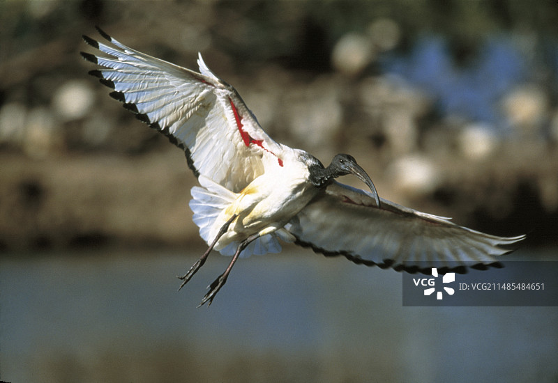 埃及圣鹮图片素材
