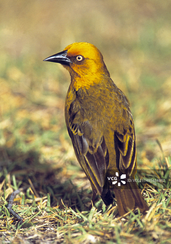 开普织雀图片素材