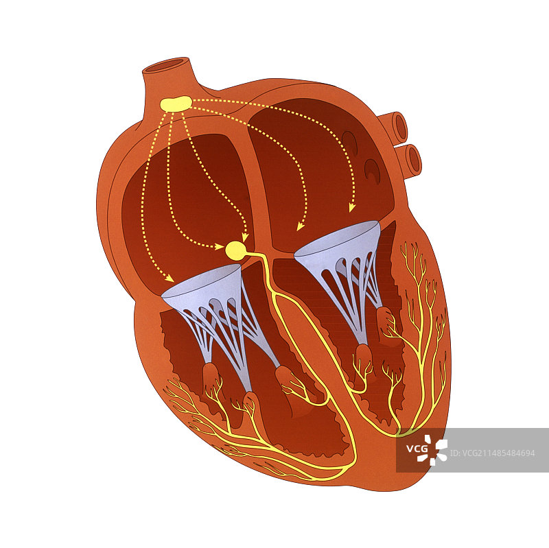 心脏传导系统图片素材
