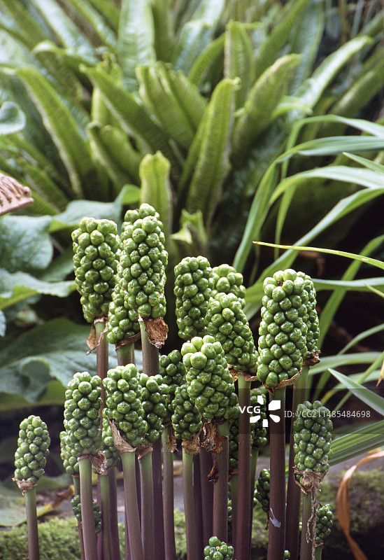 意大利海芋图片素材