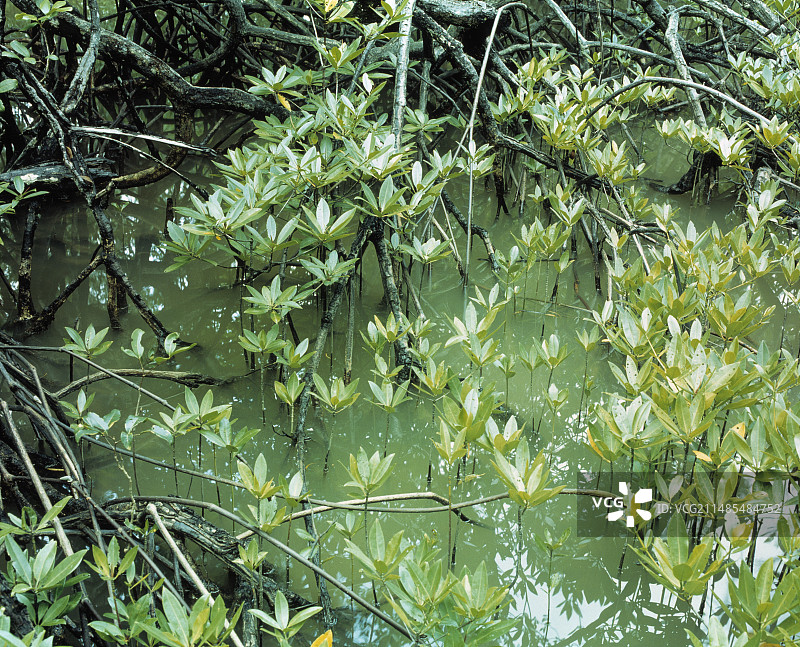 红树幼苗图片素材