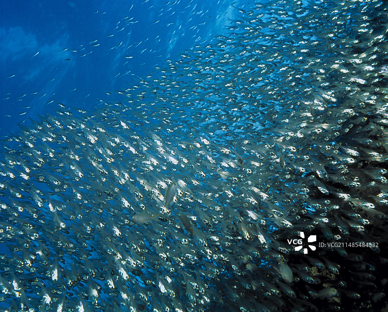 扫帚鱼图片素材