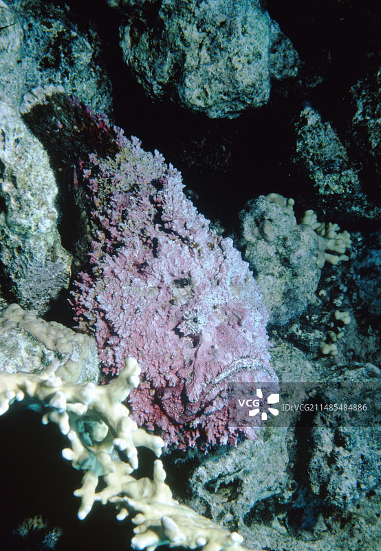 伪装的石头鱼图片素材