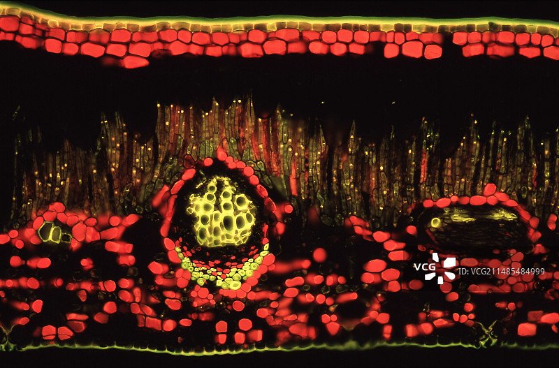 叶子解剖结构，光学显微照片图片素材