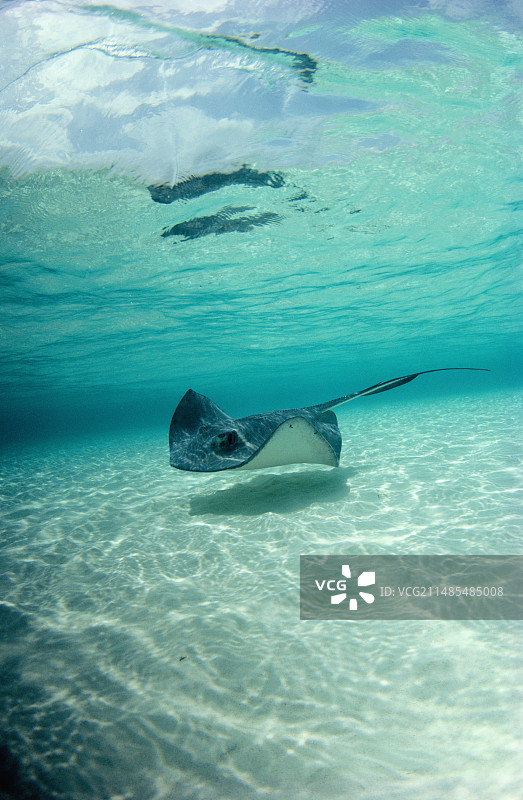 南方黄貂鱼图片素材