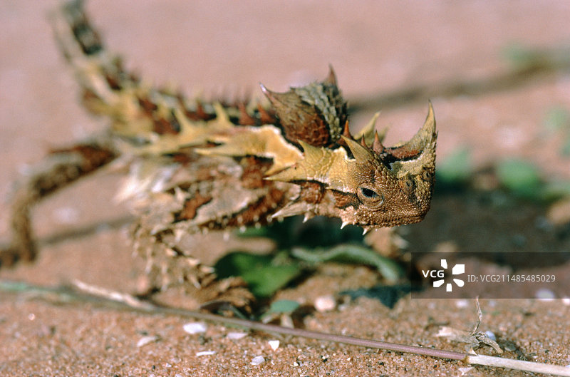 魔鬼蜥蜴图片素材