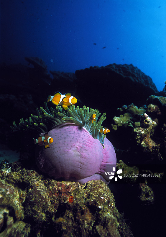 假小丑鱼图片素材