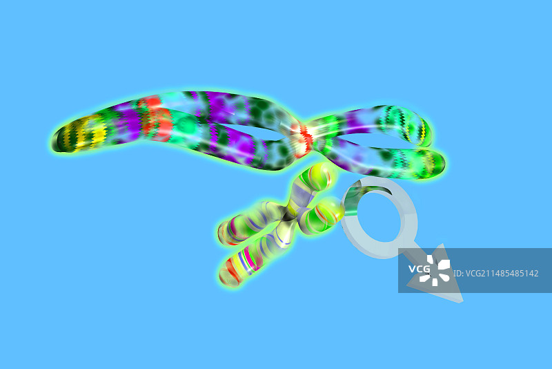 男性XY染色体电脑艺术图图片素材