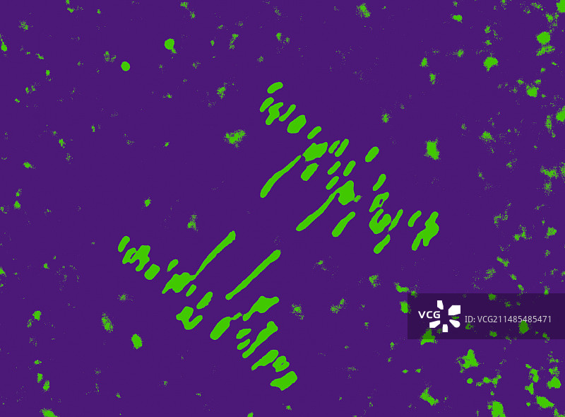 细胞分裂，光学显微照片图片素材