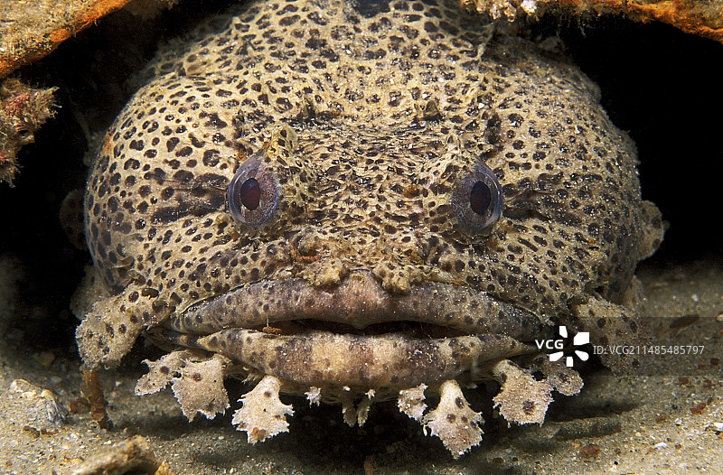 豹纹蟾鱼图片素材