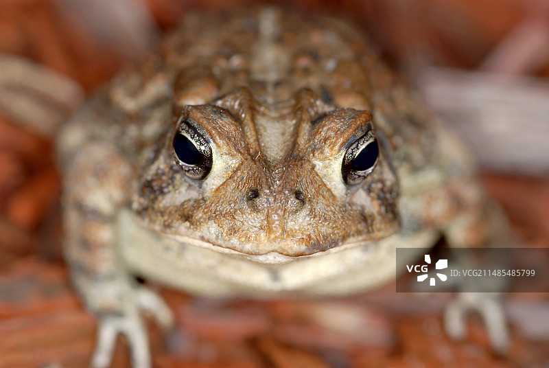 美国蟾蜍图片素材