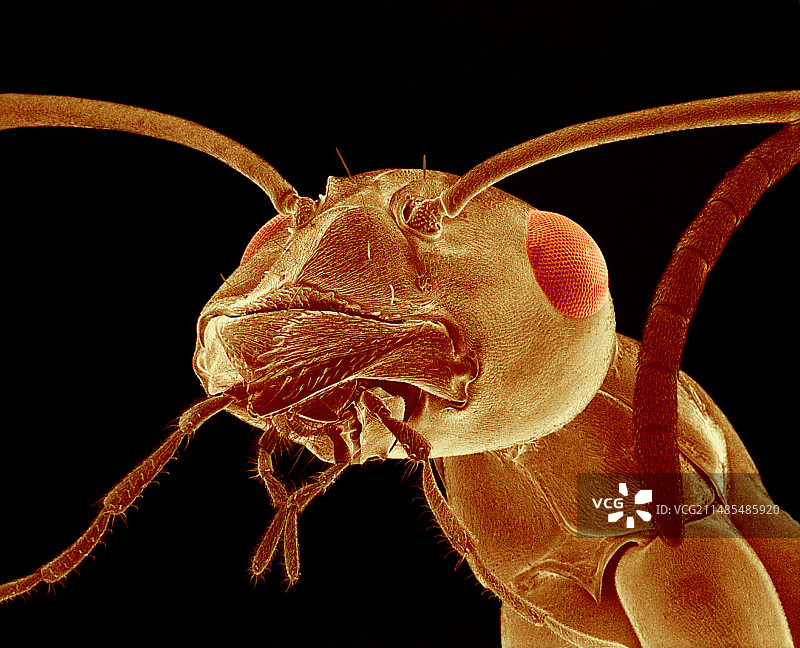 蚂蚁头部扫描电镜图图片素材