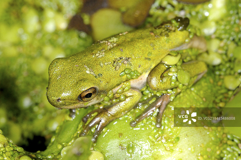 幼年绿树蛙图片素材