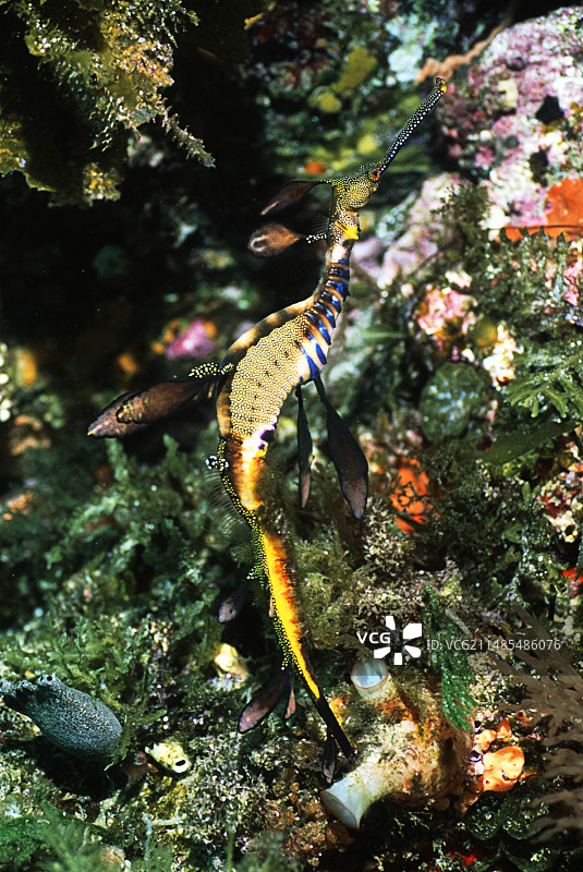 叶海龙图片素材