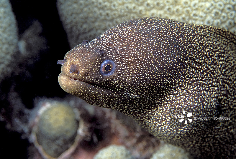 金尾海鳝图片素材