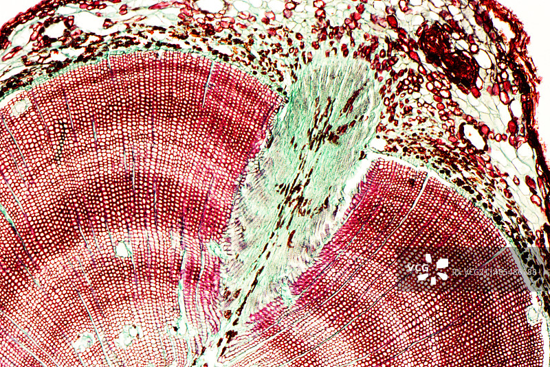 松树茎显微照片图片素材