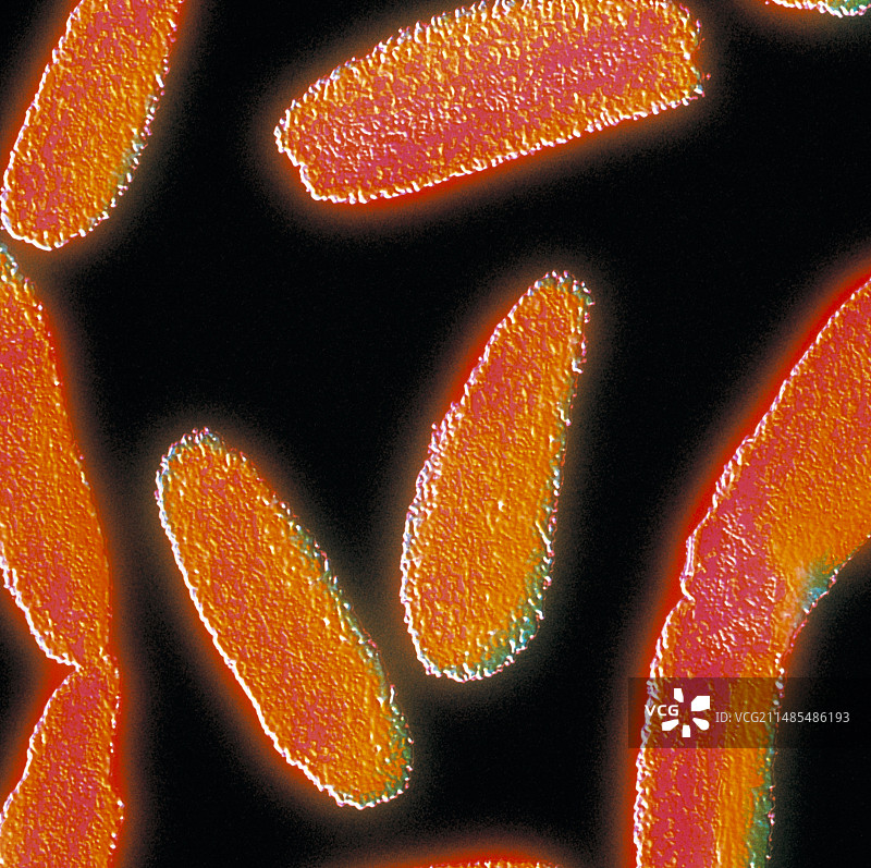 炭疽杆菌图片素材