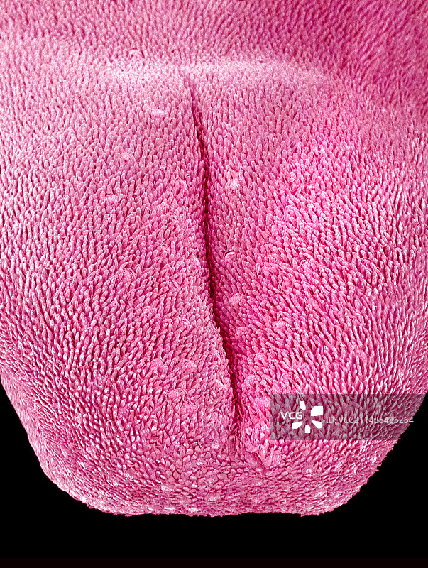 老鼠舌头图片素材