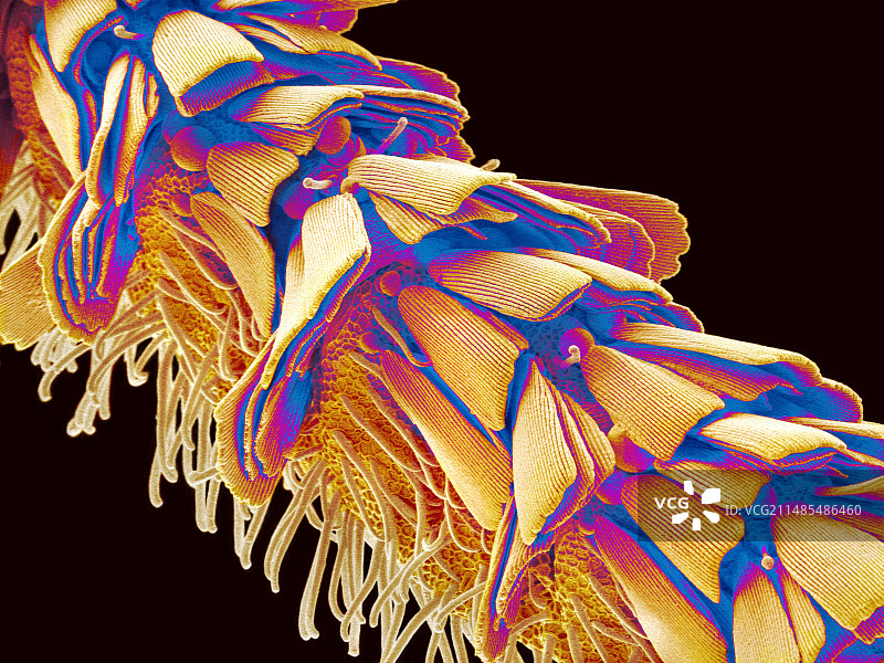 飞蛾触角扫描电镜图图片素材