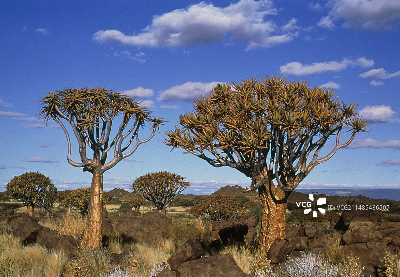 箭袋树图片素材
