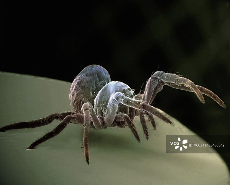 小蜘蛛，扫描电子显微镜图像图片素材