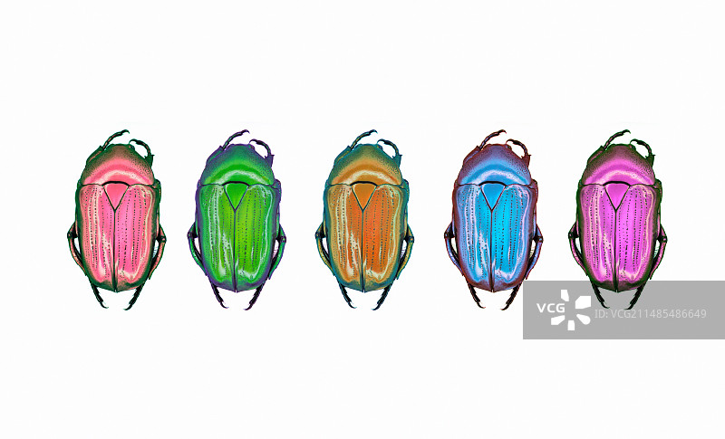 圣甲虫图片素材