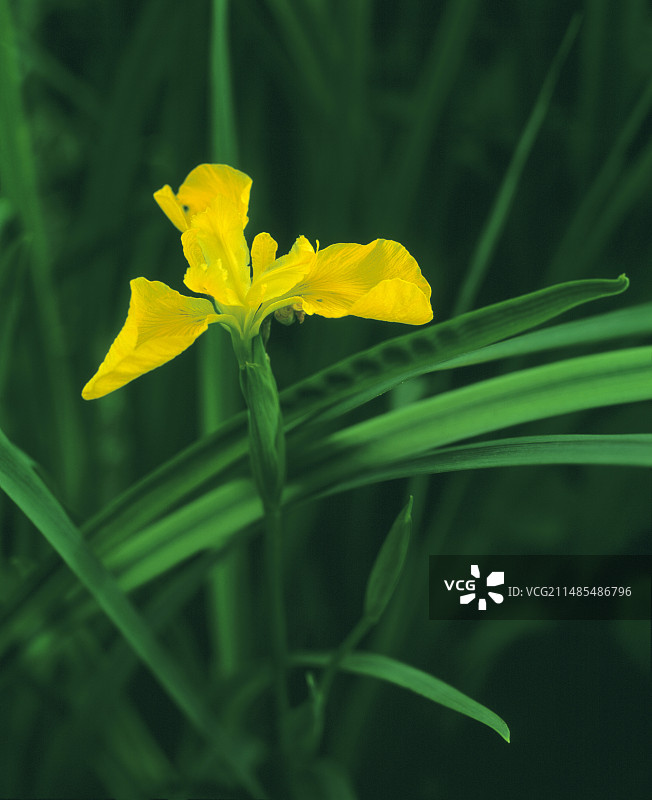 黄菖蒲图片素材