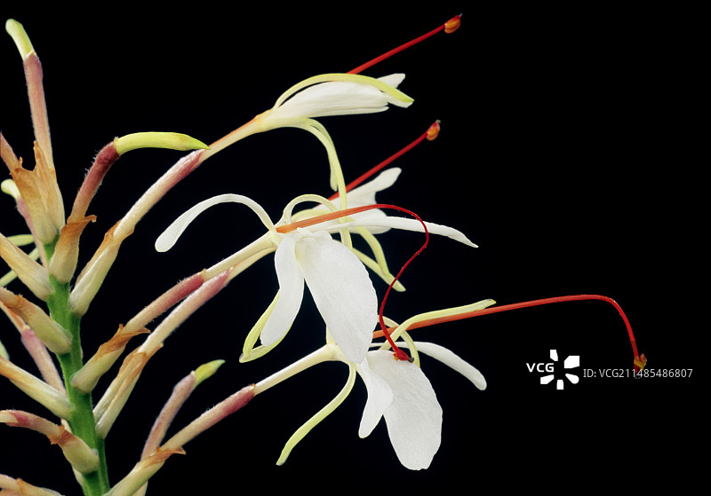 毛姜(Hedychium villosum)图片素材