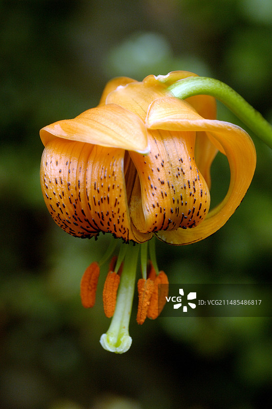 百合花图片素材