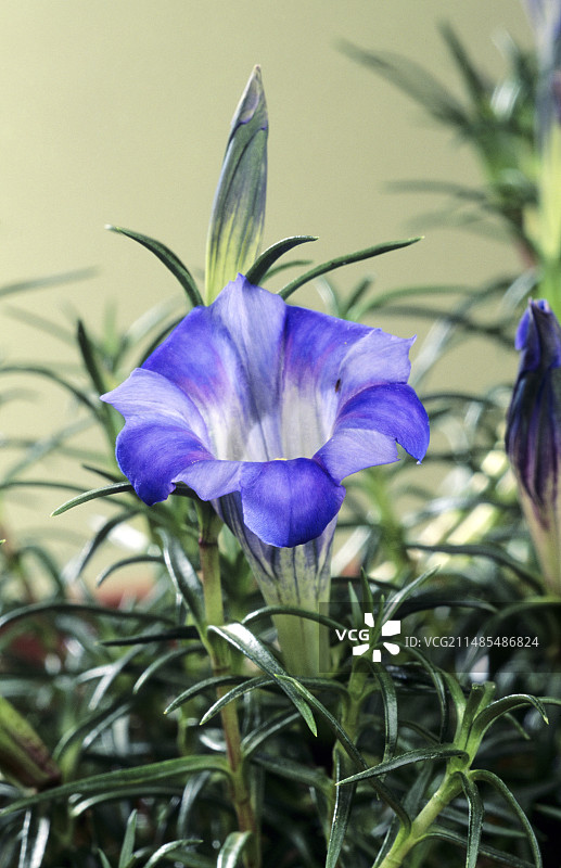 中国龙胆图片素材