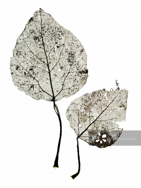 树叶骨架图片素材