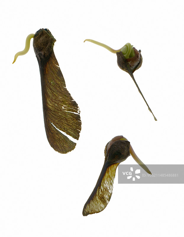 发芽的梧桐种子图片素材