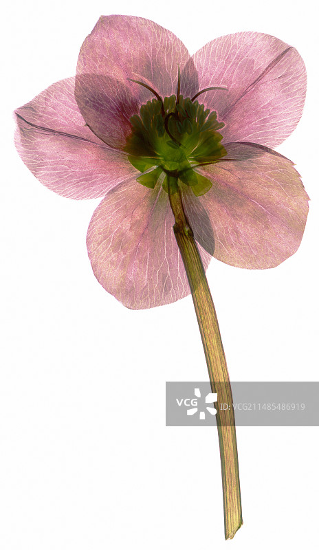 藜芦花图片素材