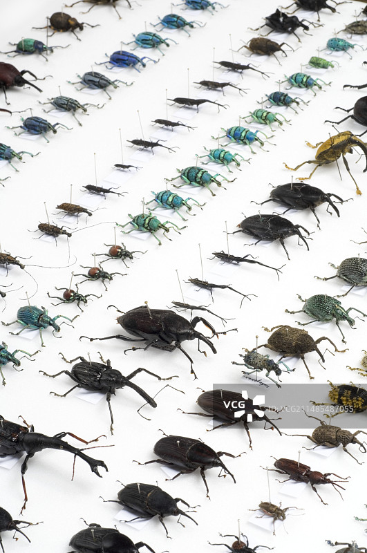 甲虫收藏图片素材