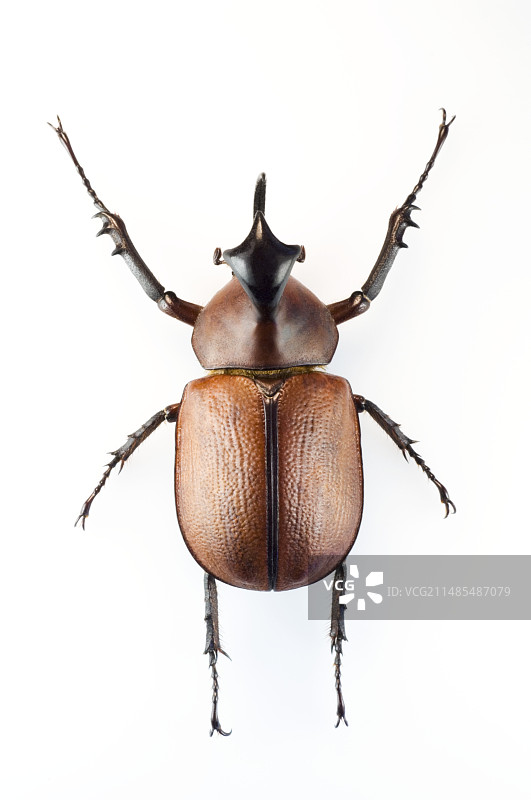 犀牛甲虫图片素材