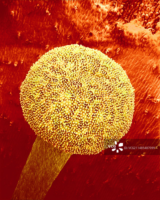报春花柱头扫描电镜图图片素材