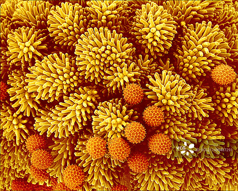 牵牛花授粉，扫描电子显微镜图图片素材