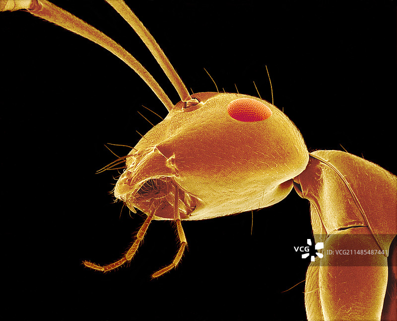 蚂蚁头部扫描电镜图图片素材