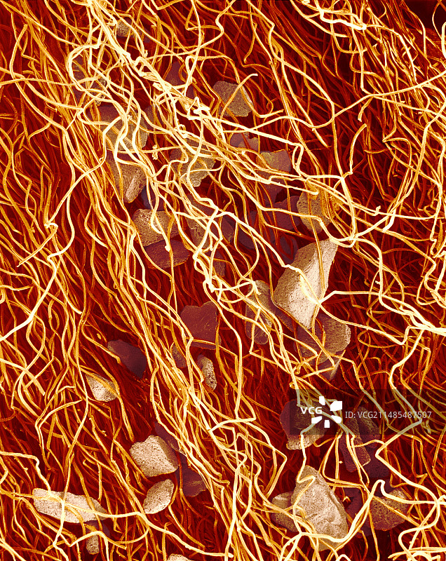 香烟过滤嘴扫描电镜图图片素材