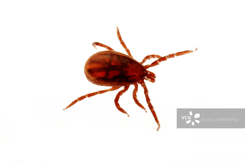 蜱虫图片素材
