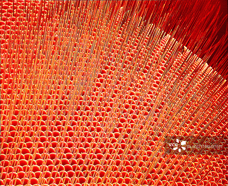 苍蝇的眼睛，扫描电镜照片图片素材