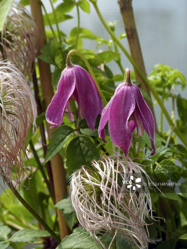 阿尔卑斯铁线莲“康斯坦斯”图片素材