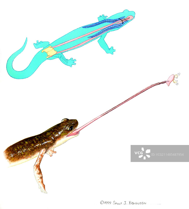 火蜥蜴的舌头图片素材