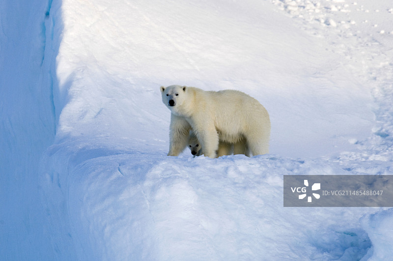 北极熊妈妈和小熊图片素材