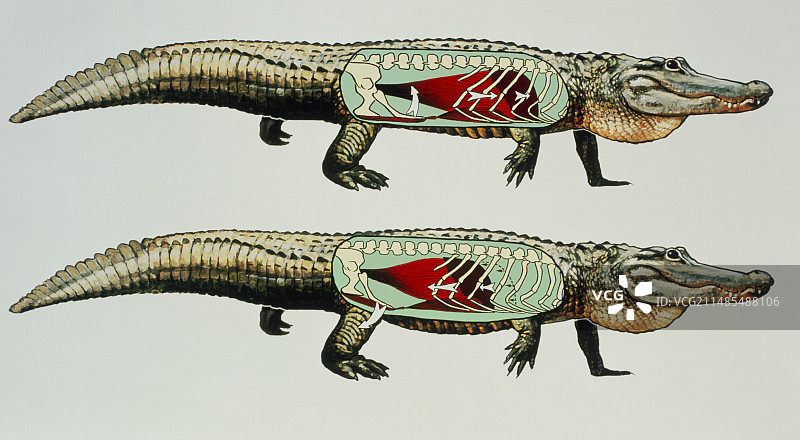 鳄鱼的呼吸动作图片素材