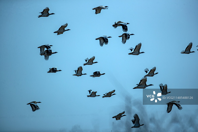 鸟中大熊猫：大鸨图片素材