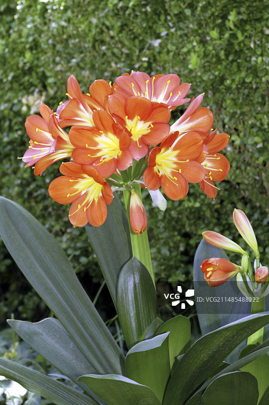 君子兰图片素材