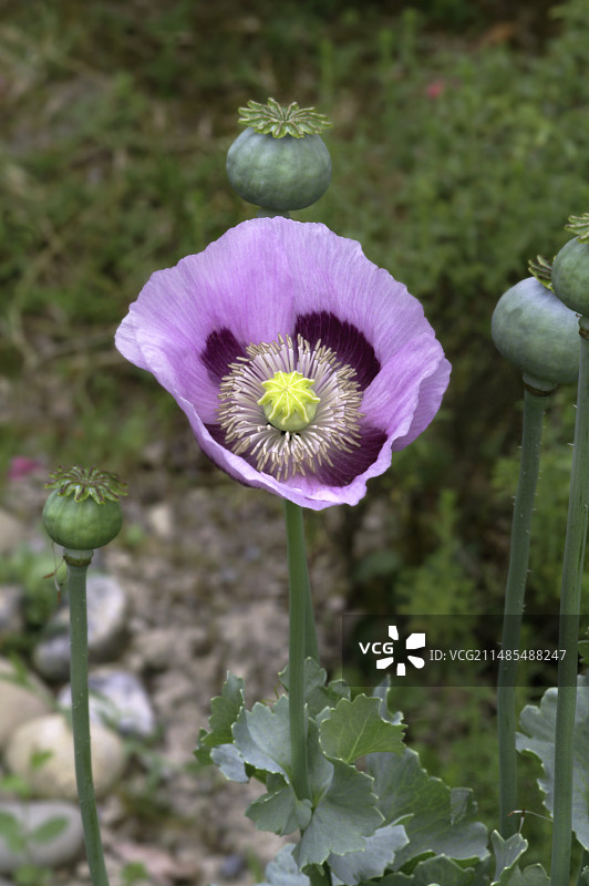 罂粟图片素材