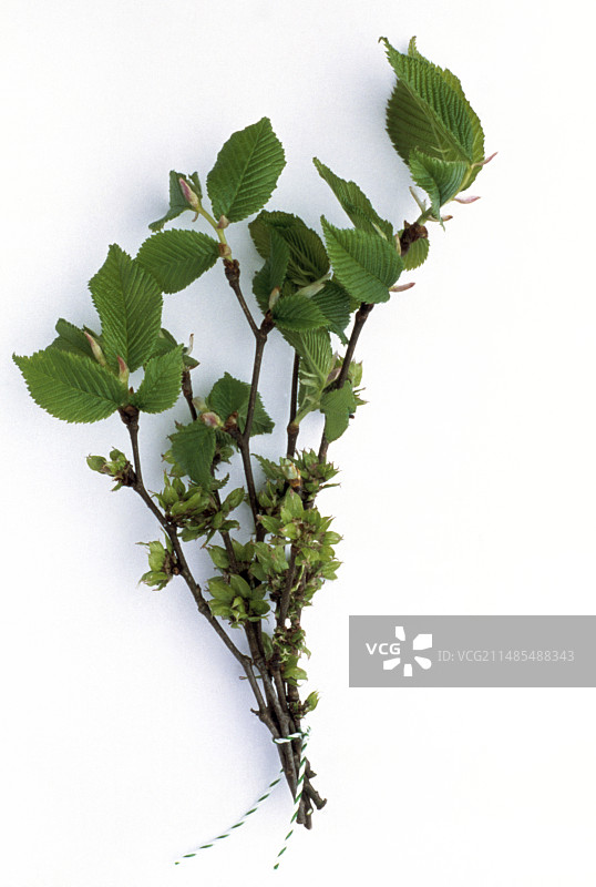 榆树叶图片素材