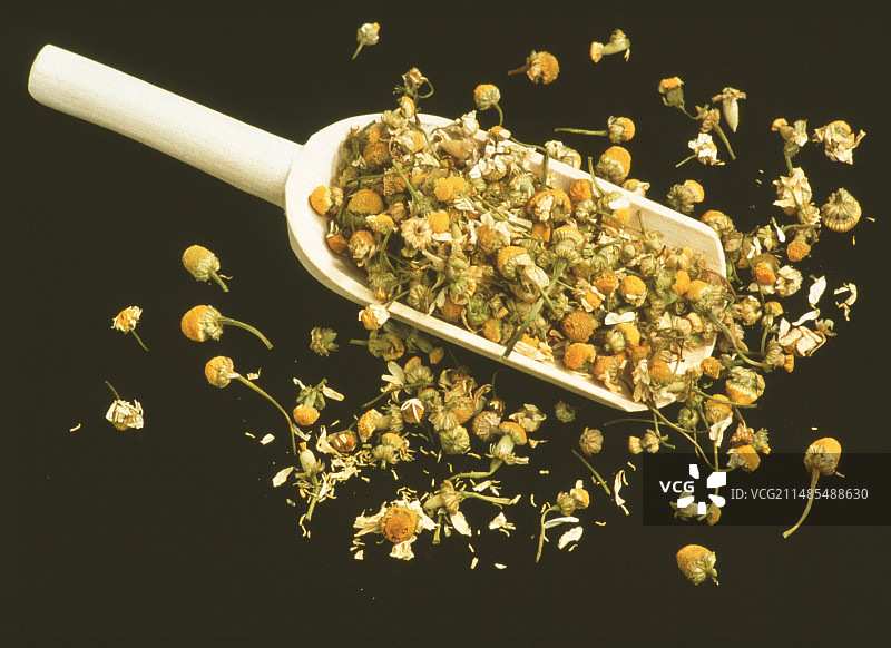 干洋甘菊图片素材